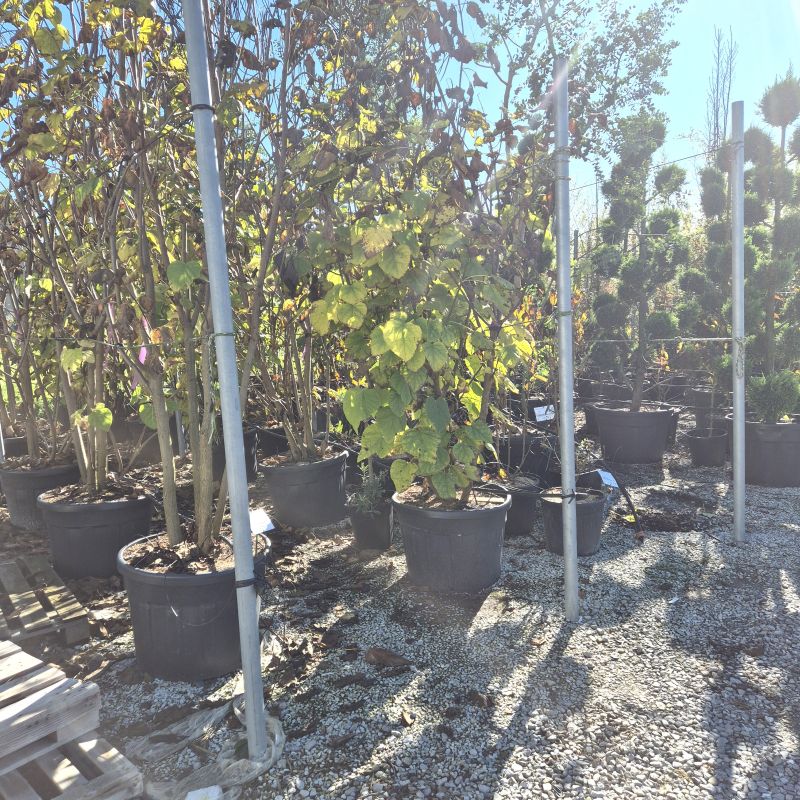 Click on the picture to zoom