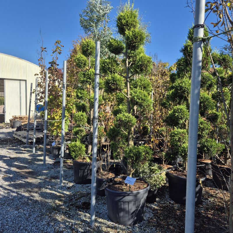 Click on the picture to zoom