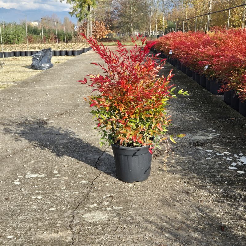 Cliquez sur la photo pour visualiser la présentation