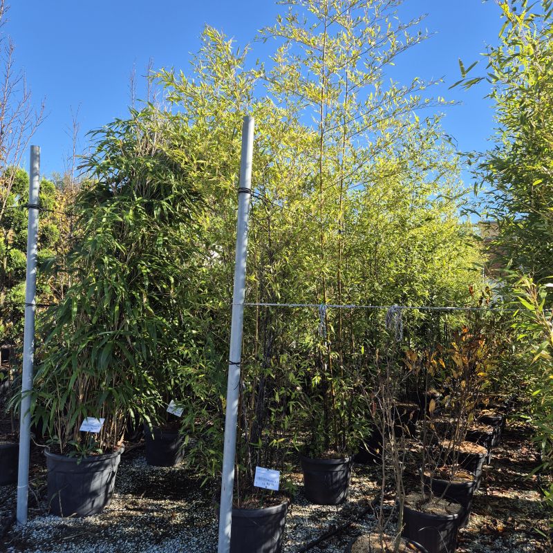 Das Bild klicken für Imagevergrößerung