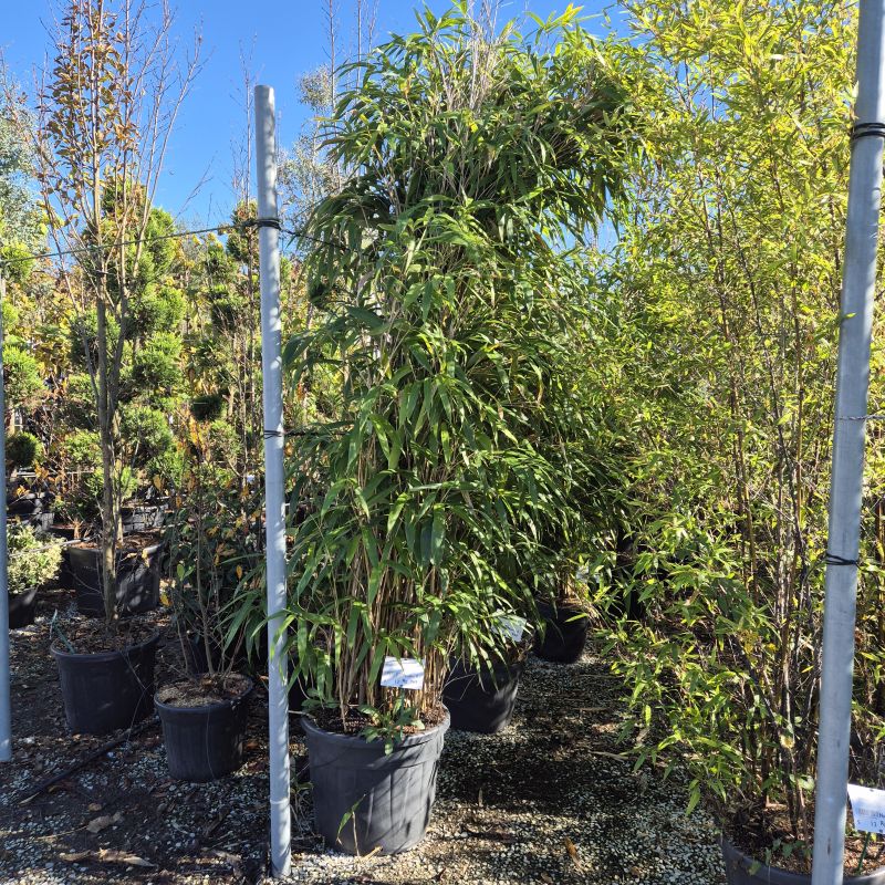 Cliquez sur la photo pour visualiser la présentation