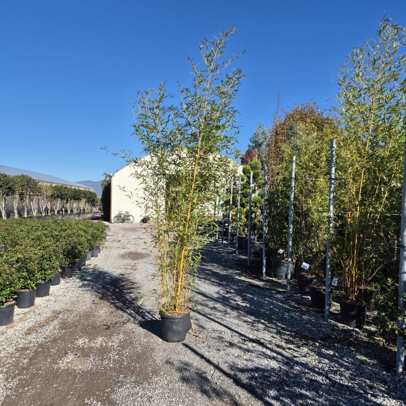 Cliquez sur la photo pour visualiser la présentation