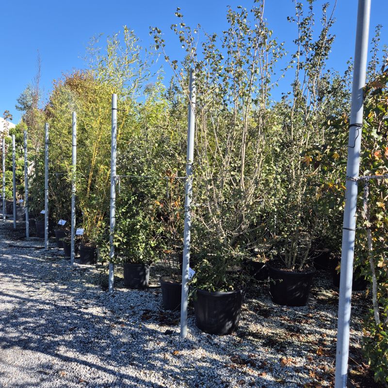 Cliquez sur la photo pour visualiser la présentation