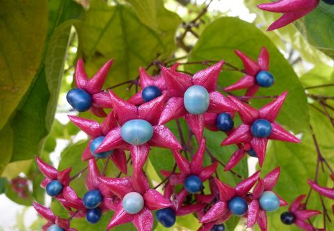 CLERODENDRUM